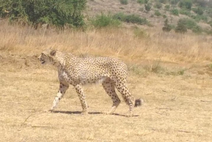 Ann van Dyk Cheetah Centre - Photo 1 of 2